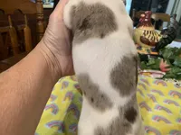 Bailey/smooth coat/dapple, a female Miniature Dachshund for sale in Lucedale, MS – Photo 5 of 9