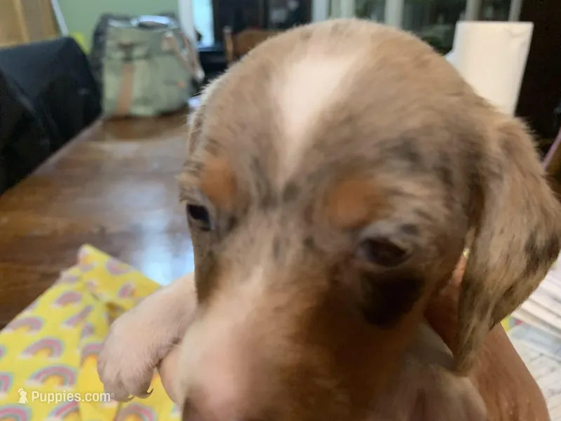 Bailey/smooth coat/dapple – Miniature Dachshund puppy for sale in Lucedale, MS