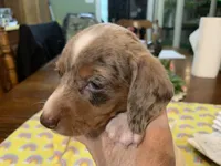 Bailey/smooth coat/dapple, a female Miniature Dachshund for sale in Lucedale, MS – Photo 2 of 9