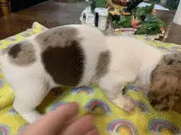 Bailey/smooth coat/dapple, a female Miniature Dachshund for sale in Lucedale, MS – Photo 6 of 9