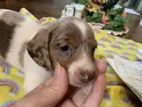 Bailey/smooth coat/dapple, a female Miniature Dachshund for sale in Lucedale, MS – Photo 3 of 9