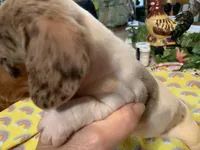 Bailey/smooth coat/dapple, a female Miniature Dachshund for sale in Lucedale, MS – Photo 4 of 9