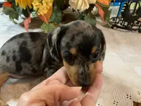 Drake , a male Miniature Dachshund for sale in Lucedale, MS – 6 of 9