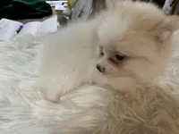 Leon t cup, a male Pomeranian for sale in Lucedale, MS – 9 of 10