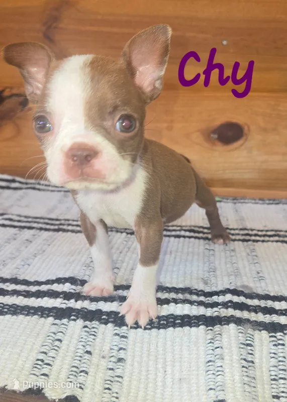 Chy – Boston Terrier puppy for sale in Lucedale, MS