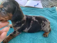 Luther smooth coat, a male Miniature Dachshund for sale in Lucedale, MS – Photo 4 of 10