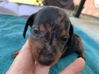Luther smooth coat, a male Miniature Dachshund for sale in Lucedale, MS – Photo 3 of 10