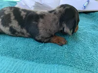 Luther smooth coat, a male Miniature Dachshund for sale in Lucedale, MS – Photo 8 of 10