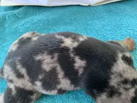 Luther smooth coat, a male Miniature Dachshund for sale in Lucedale, MS – Photo 6 of 10