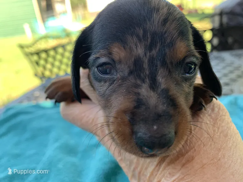 Luther smooth coat – Miniature Dachshund puppy on hold in Lucedale, MS