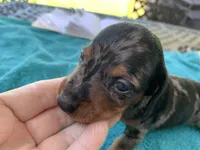 Luther smooth coat, a male Miniature Dachshund for sale in Lucedale, MS – Photo 2 of 10