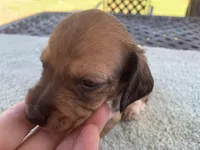 Harley dapple piebald , a male Miniature Dachshund for sale in Lucedale, MS – Photo 3 of 8
