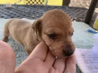 Harley dapple piebald , a male Miniature Dachshund for sale in Lucedale, MS – Photo 2 of 8