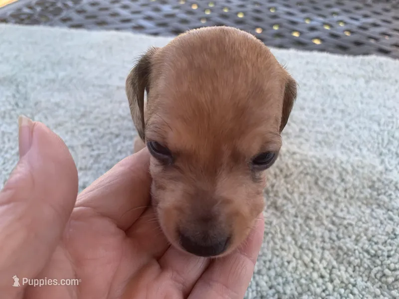Harley dapple piebald  – Miniature Dachshund puppy for sale in Lucedale, MS