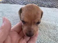Harley dapple piebald , a male Miniature Dachshund for sale in Lucedale, MS – Photo 1 of 8
