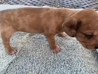 Harley dapple piebald , a male Miniature Dachshund for sale in Lucedale, MS – Photo 6 of 8