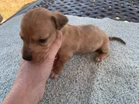Harley dapple piebald , a male Miniature Dachshund for sale in Lucedale, MS – Photo 4 of 8