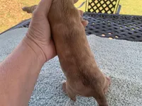 Harley dapple piebald , a male Miniature Dachshund for sale in Lucedale, MS – Photo 5 of 8