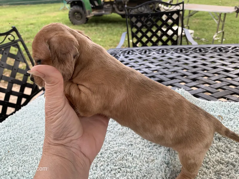 Harley dapple piebald  – Miniature Dachshund puppy for sale in Lucedale, MS