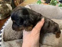 Teresa LH, a female Miniature Dachshund for sale in Lucedale, MS – Photo 2 of 7