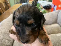 Teresa LH, a female Miniature Dachshund for sale in Lucedale, MS – Photo 3 of 7