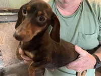 Teresa LH, a female Miniature Dachshund for sale in Lucedale, MS – Photo 6 of 7