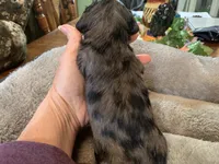 Teresa LH, a female Miniature Dachshund for sale in Lucedale, MS – Photo 5 of 7