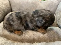 Teresa LH, a female Miniature Dachshund for sale in Lucedale, MS – Photo 4 of 7