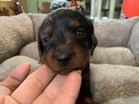 Teresa LH, a female Miniature Dachshund for sale in Lucedale, MS – Photo 1 of 7