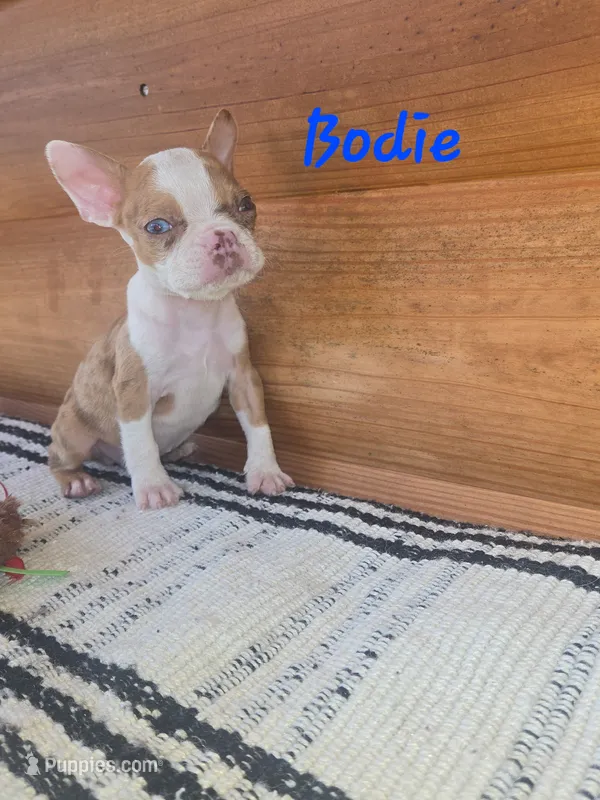 Brody – Boston Terrier puppy for sale in Lucedale, MS