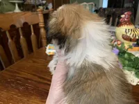 Mary Ellen.  , a female Shih Tzu for sale in Lucedale, MS – Photo 5 of 5