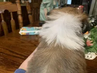 Mary Ellen.  , a female Shih Tzu for sale in Lucedale, MS – Photo 3 of 5