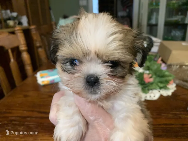 Mary Ellen.  , a female Shih Tzu for sale in Lucedale, MS – Photo 1 of 5