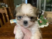 Mary Ellen.  , a female Shih Tzu for sale in Lucedale, MS – Photo 1 of 5