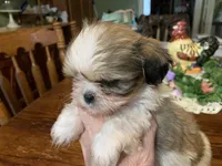 Mary Ellen.  , a female Shih Tzu for sale in Lucedale, MS – Photo 4 of 5