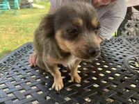 Foxy Long hair , a female Chihuahua for sale in Lucedale, MS – Photo 4 of 8