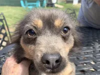 Foxy Long hair , a female Chihuahua for sale in Lucedale, MS – Photo 8 of 8