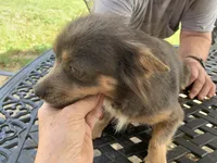 Foxy Long hair , a female Chihuahua for sale in Lucedale, MS – Photo 6 of 8