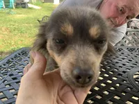 Foxy Long hair , a female Chihuahua for sale in Lucedale, MS – Photo 1 of 8