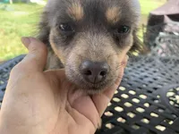 Foxy Long hair , a female Chihuahua for sale in Lucedale, MS – Photo 2 of 8