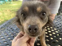 Foxy Long hair , a female Chihuahua for sale in Lucedale, MS – Photo 5 of 8