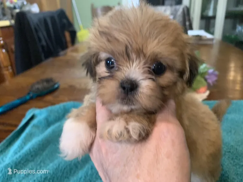Sylvia , a female Shih Tzu for sale in Lucedale, MS – Photo 1 of 6