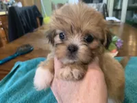 Sylvia , a female Shih Tzu for sale in Lucedale, MS – Photo 1 of 6