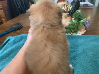 Sylvia , a female Shih Tzu for sale in Lucedale, MS – Photo 6 of 6