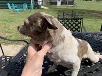 Luna. , a female Chihuahua for sale in Lucedale, MS – Photo 5 of 7