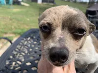 Luna. , a female Chihuahua for sale in Lucedale, MS – Photo 3 of 7