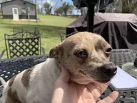 Luna. , a female Chihuahua for sale in Lucedale, MS – Photo 2 of 7