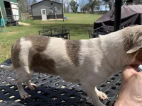 Luna. , a female Chihuahua for sale in Lucedale, MS – Photo 6 of 7