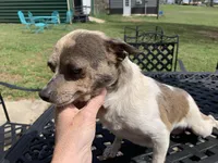 Luna. , a female Chihuahua for sale in Lucedale, MS – Photo 7 of 7