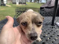 Luna. , a female Chihuahua for sale in Lucedale, MS – Photo 4 of 7